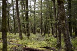 Fuscospora cliffortioides: pure mountain beech forest at 390 m a.s.l.
 Image: K.A. Ford © Landcare Research 2016 CC BY 3.0 NZ